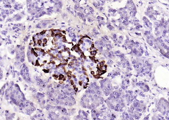 GLP-1 Mouse Monoclonal Antibody