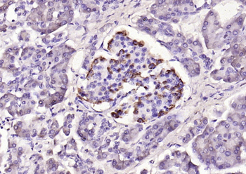 GLP-1 Mouse Monoclonal Antibody