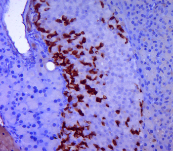 GLP-1 Mouse Monoclonal Antibody