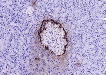 GLP-1 Mouse Monoclonal Antibody