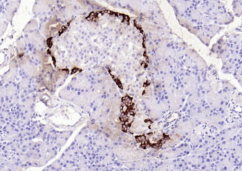 GLP-1 Mouse Monoclonal Antibody