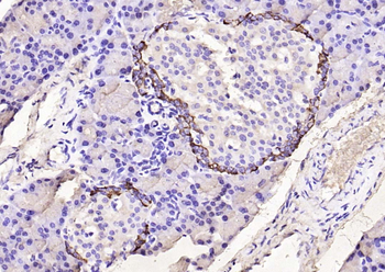 GLP-1 Mouse Monoclonal Antibody