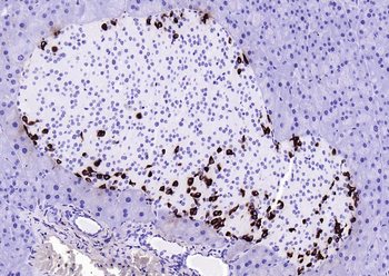 GLP-1 Mouse Monoclonal Antibody