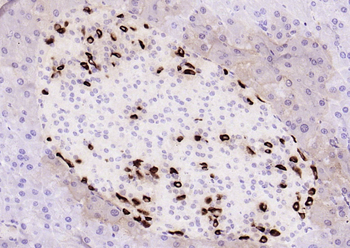 GLP-1 Mouse Monoclonal Antibody