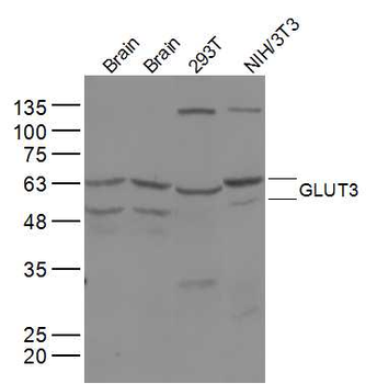 GLUT3 Rabbit Polyclonal Antibody