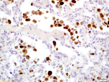 Granzyme B Rabbit Polyclonal Antibody