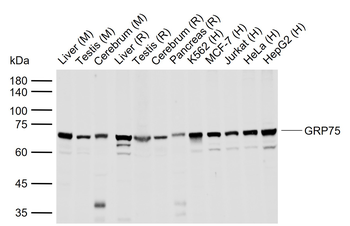 GRP75 Rabbit Polyclonal Antibody
