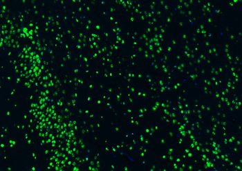 Histone H3 Rabbit Polyclonal Antibody (Nuclear Loading Control)