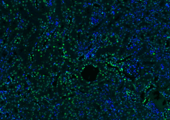 Histone H3 Rabbit Polyclonal Antibody (Nuclear Loading Control)
