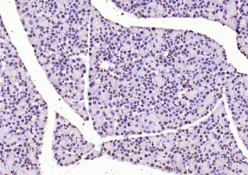 Histone H3 Rabbit Polyclonal Antibody (Nuclear Loading Control)