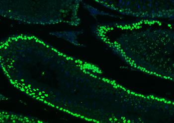 Histone H3 Rabbit Polyclonal Antibody (Nuclear Loading Control)