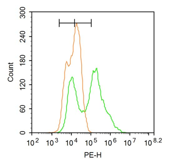HNF1A Rabbit Polyclonal Antibody