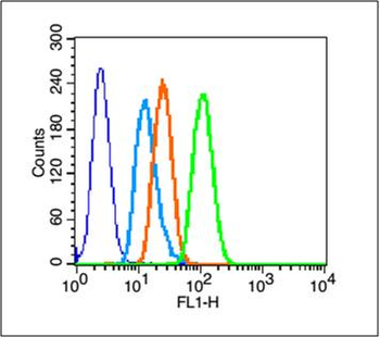 HSP27 Rabbit Polyclonal Antibody