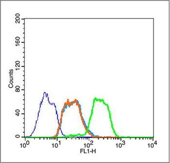 HSP70 Rabbit Polyclonal Antibody