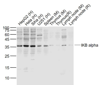 IKB alpha Rabbit Polyclonal Antibody