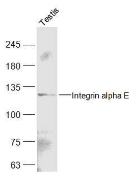Integrin alpha E Rabbit Polyclonal Antibody