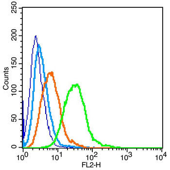 Insulin Receptor Rabbit Polyclonal Antibody