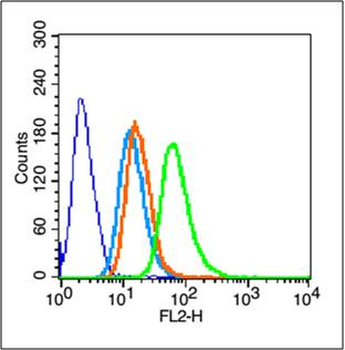 Integrin beta 1 Rabbit Polyclonal Antibody
