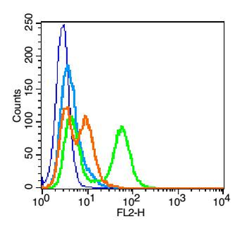 Integrin beta 1 Rabbit Polyclonal Antibody