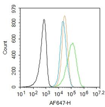 Phospho-JNK1 + 2 + 3 (Thr183+Tyr185) Rabbit Polyclonal Antibody