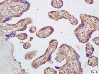 PLA2G7 Rabbit Polyclonal Antibody