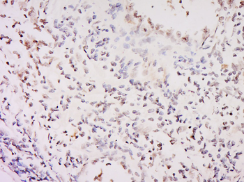 GNRH/LHRH Rabbit Polyclonal Antibody