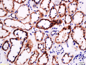 Laminin subunit beta-1 Rabbit Polyclonal Antibody