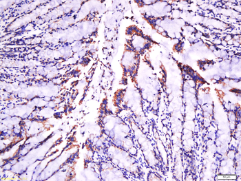 Laminin subunit beta-1 Rabbit Polyclonal Antibody