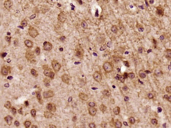 MOG Rabbit Polyclonal Antibody