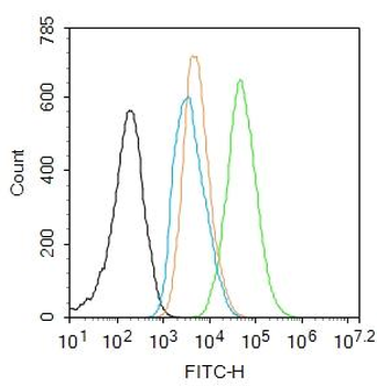 NFKB p65 Rabbit Polyclonal Antibody