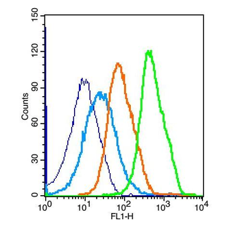 NFKB p65 Rabbit Polyclonal Antibody