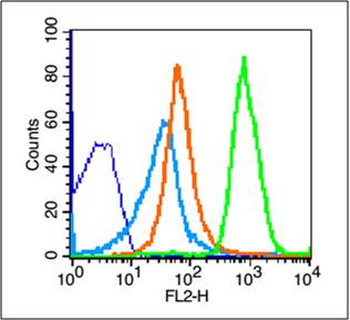 NKG2D Rabbit Polyclonal Antibody