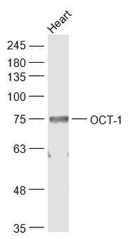 OCT-1 Rabbit Polyclonal Antibody