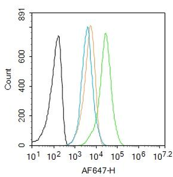 Osteopontin Rabbit Polyclonal Antibody