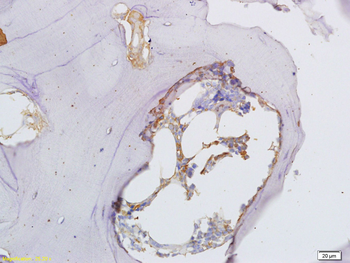 Osteopontin Rabbit Polyclonal Antibody