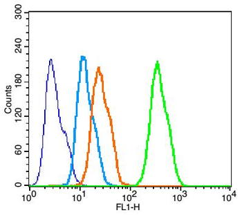 P38 MAPK Rabbit Polyclonal Antibody