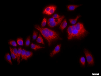 P38 MAPK Rabbit Polyclonal Antibody