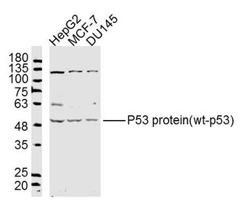 P53 protein (wt-p53) Rabbit Polyclonal Antibody