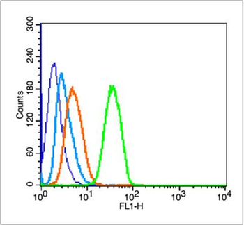 Mutant p53 (N235K, N239Y) Rabbit Polyclonal Antibody
