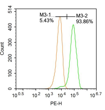 RPS6KB1 Rabbit Polyclonal Antibody