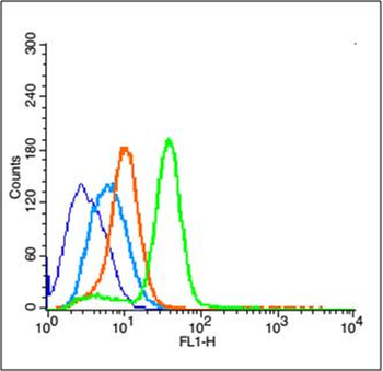 PCNA Rabbit pAb