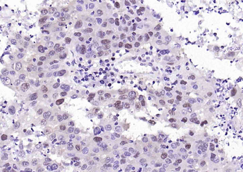 PCNA Rabbit pAb