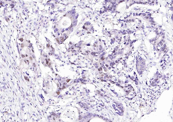 PCNA Rabbit pAb