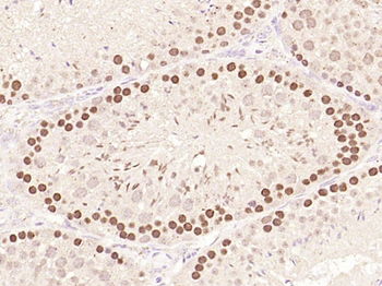 PCNA Rabbit pAb