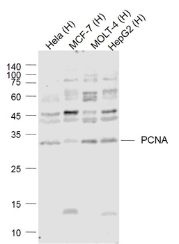 PCNA Rabbit pAb