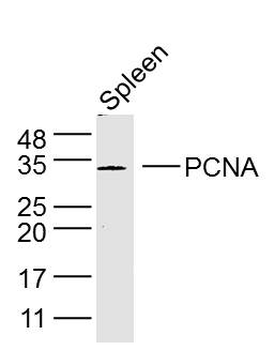 PCNA Rabbit pAb