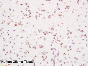 PCNA Rabbit pAb