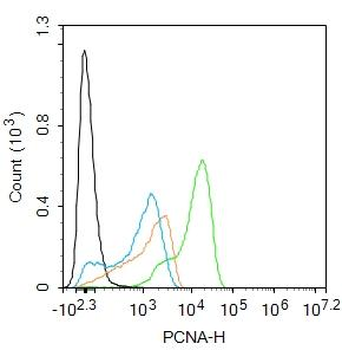 PCNA Rabbit pAb