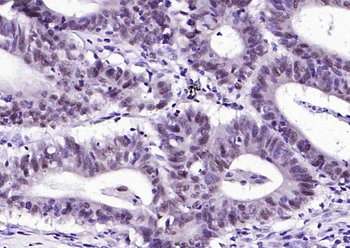 PCNA Rabbit pAb