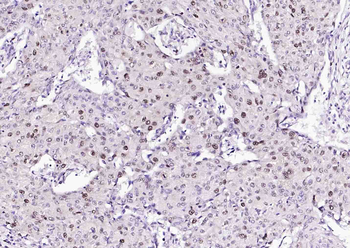 PCNA Rabbit pAb